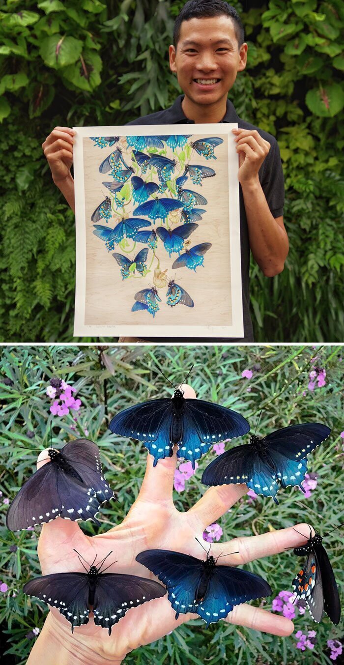 18. Биолог Тим Вонг увеличил популяцию синего махаона, превратив свой двор в среду обитания для этих бабочек