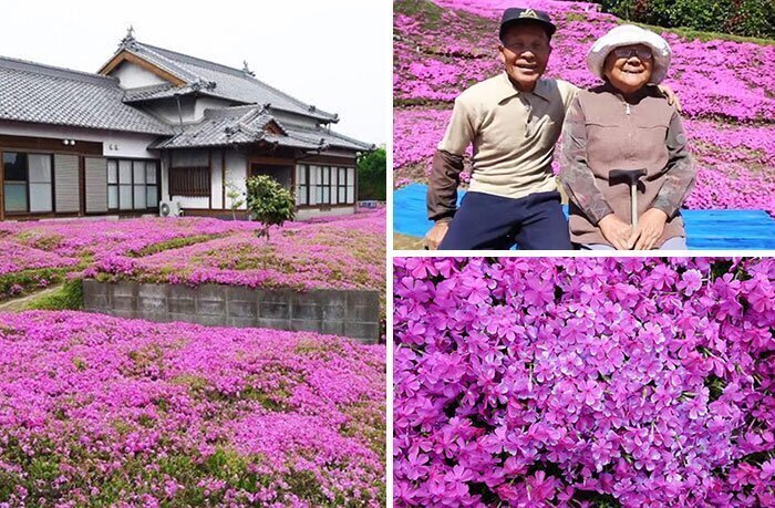 3. "За 2 года он посадил рядом с домом тысячи цветов, чтобы его слепая жена могла почувствовать их аромат и излечиться от депрессии"