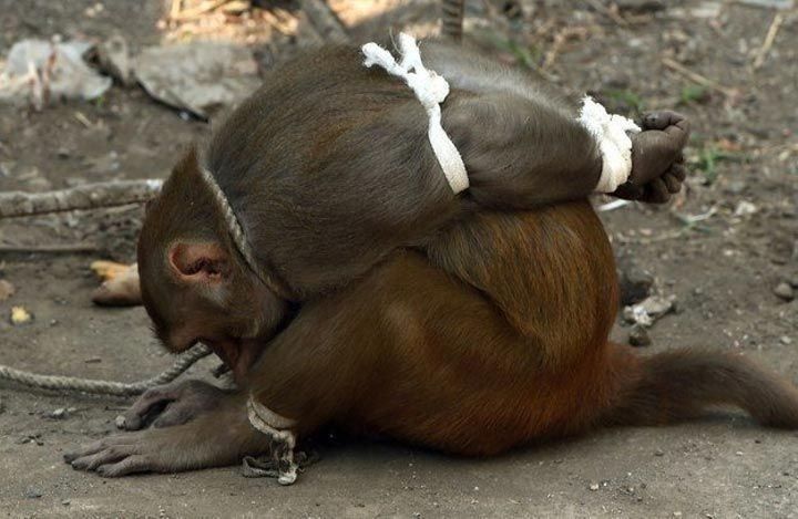 Зачем в Индии арестовывают обезьян? Какой в этом смысл?