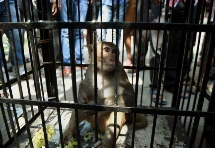 Зачем в Индии арестовывают обезьян? Какой в этом смысл?