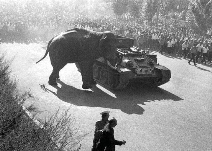 28 июня 1970 года слон Вова сбежал из ереванского зоопарка, спустился по улице Мясникяна и почти добежал до моста в конце улицы.