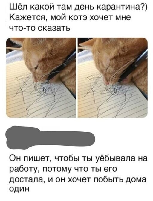 Прикольные и смешные картинки