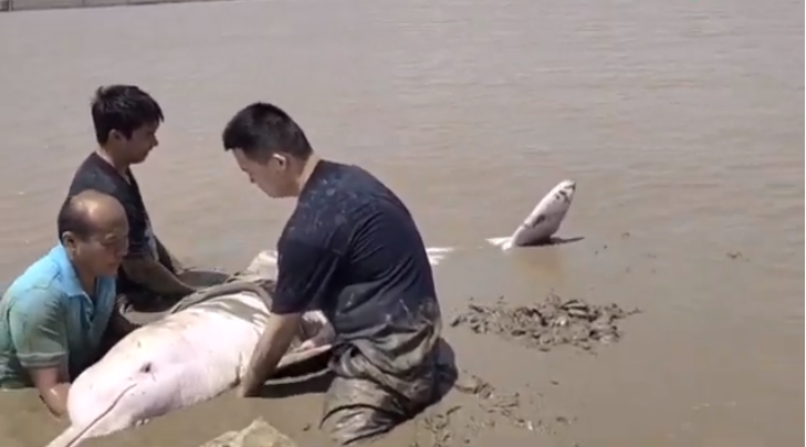В Китае спасли белого дельфина выброшенного на мелководье