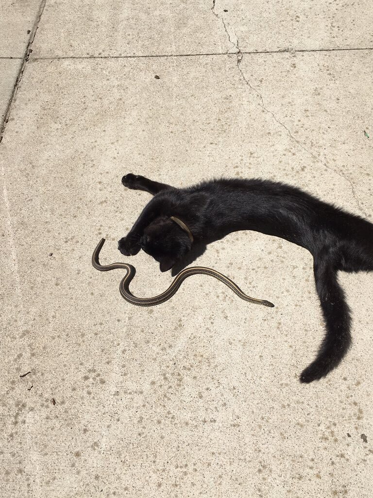 Кошка греется на солнце со змеей
