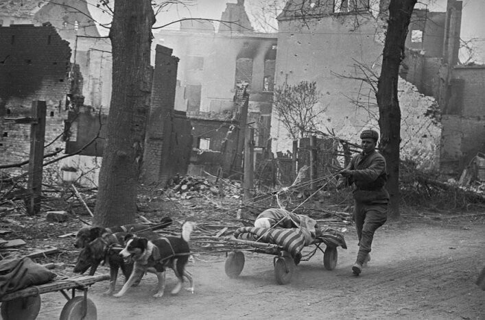 Апрель 1945 года. Зееловские высоты, Германия. Раненых солдат эвакуируют на собачьих упряжках.