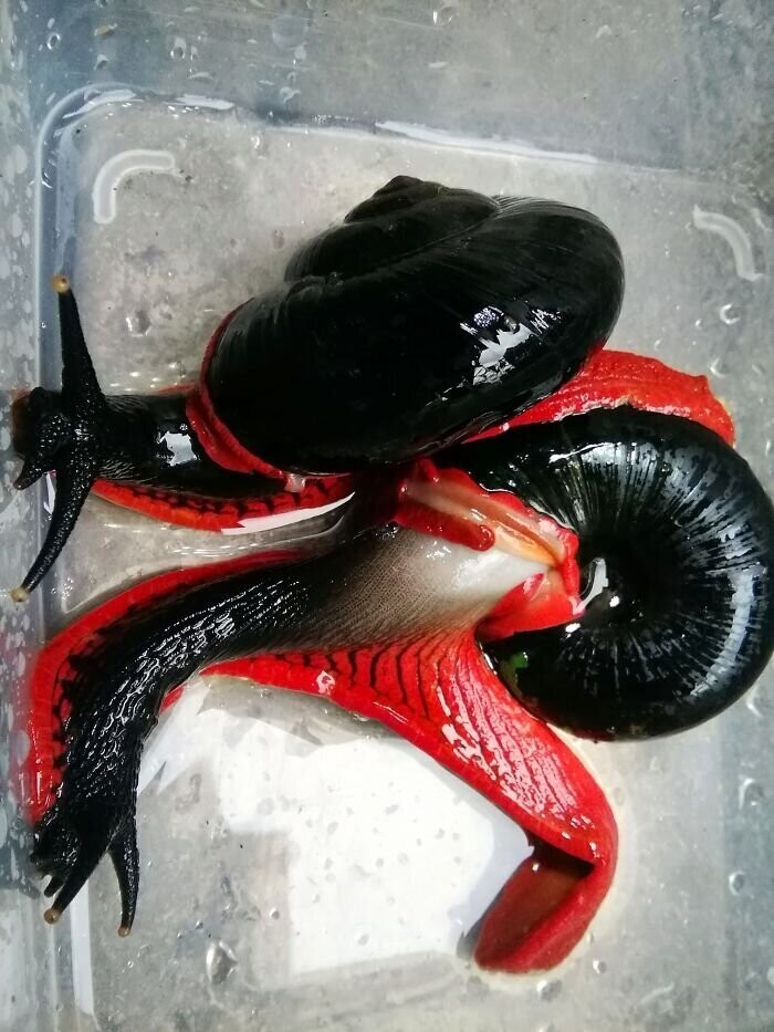 Огненная улитка- самый красивый моллюск в Малайзии