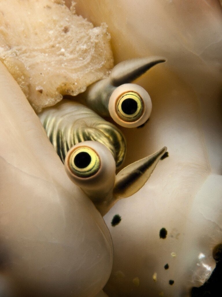 Подводный моллюск