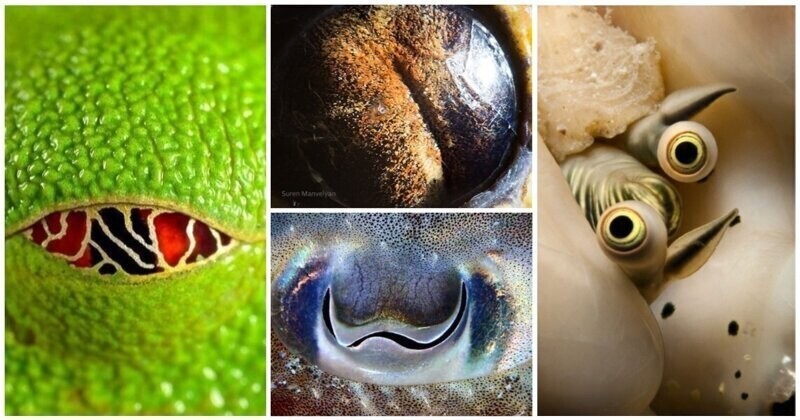 20 фантастических глаз из мира животных, которые заглянут вам в душу