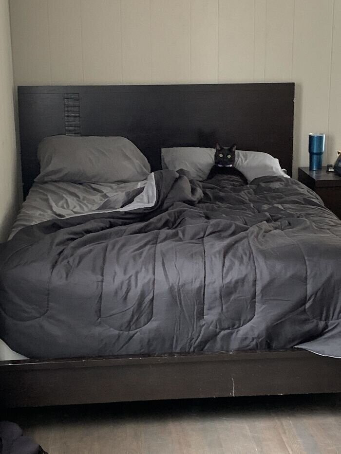 "Мой кот научился сидеть в постели как человек"