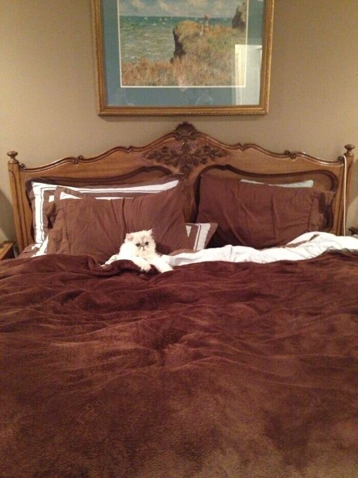 "Наш кот в 9 вечера залезает в постель и ждет нас"