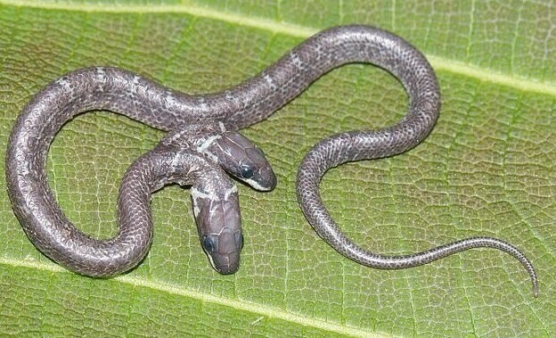 В Индии поймали двухголовую змею