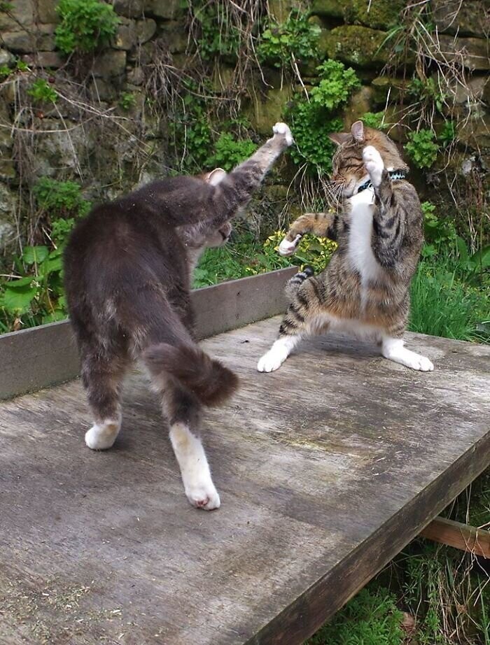 Мы тебя помним, Эдмунд: самые забавные фото "танцующего" кота 
