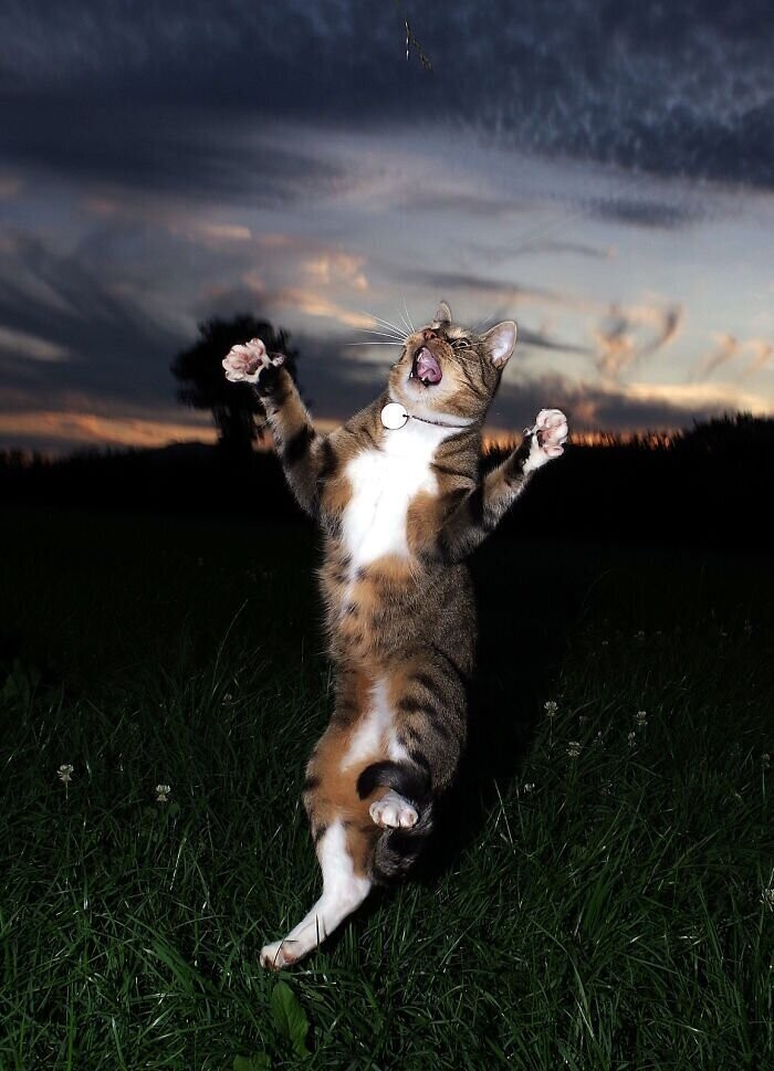 Мы тебя помним, Эдмунд: самые забавные фото "танцующего" кота 