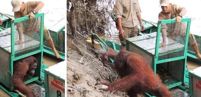 История орангутана Пони, которая 6 лет провела в сексуальном рабстве на острове Борнео