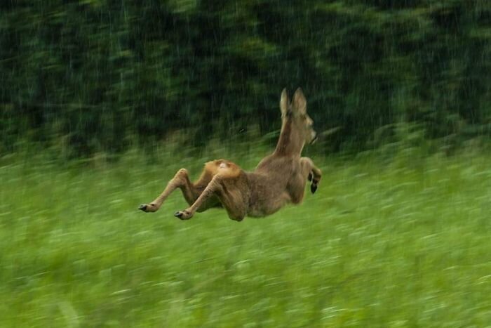 "Хотел сделать красивое фото оленя под дождем. Получил снимок летающей горгульи"