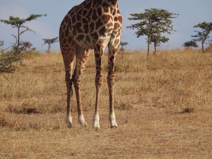 "Мой первый снимок жирафа. Стыдно"