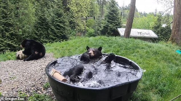 Медведь в зоопарке пристрастился к ванне