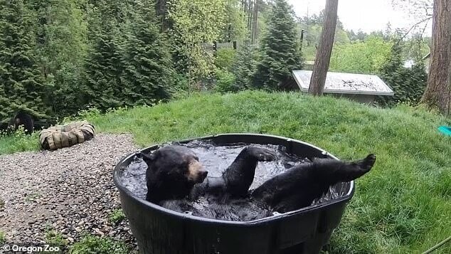 Медведь в зоопарке пристрастился к ванне