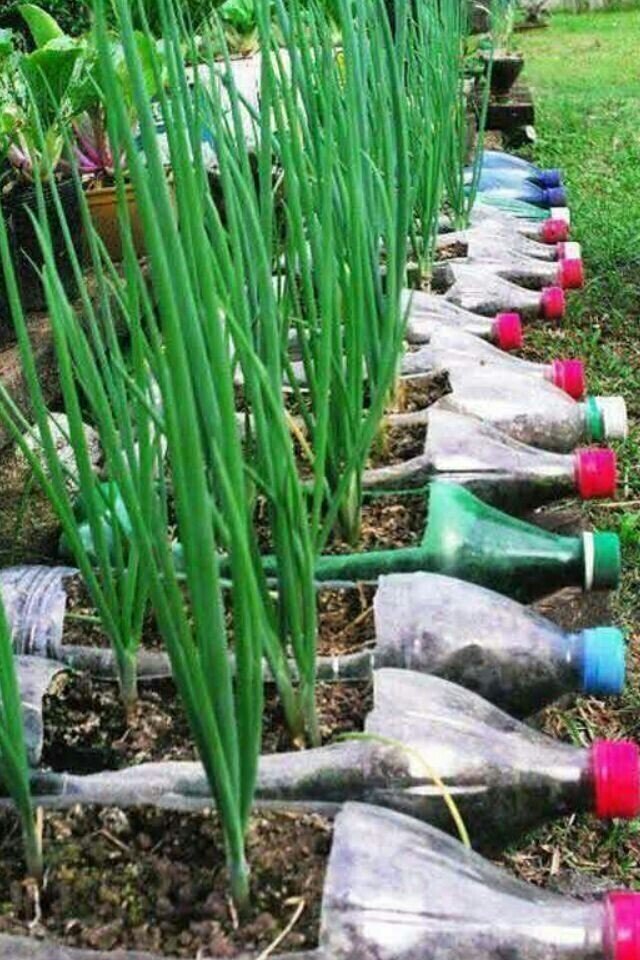 Зачем высаживать лук в бутылки, если их можно высадить в грунт? Естественно, ради красоты