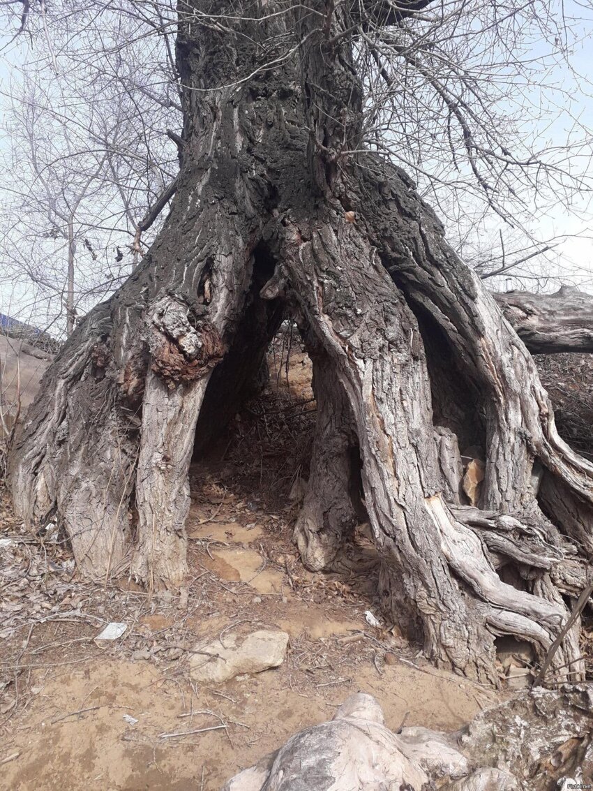 Корни живого дерева на берегу реки Ахтуба
