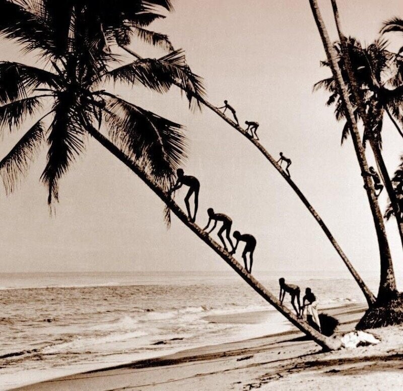 Дети лезут на пальмы за кокосами, Шри-Ланка (тогда Цейлон), 1920