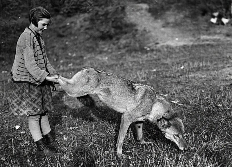 Девочка и ручной волк. Германия, 1936