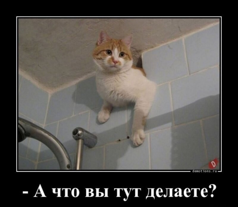 А что вы тут делаете?