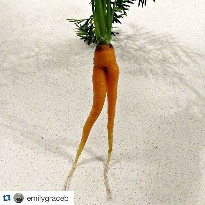 "Потому что у морковки есть ножки"