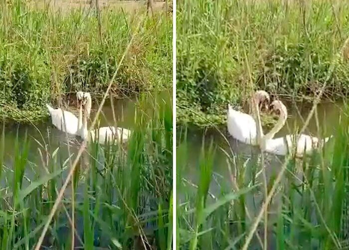 Видео: воссоединение пары лебедей после вынужденной разлуки