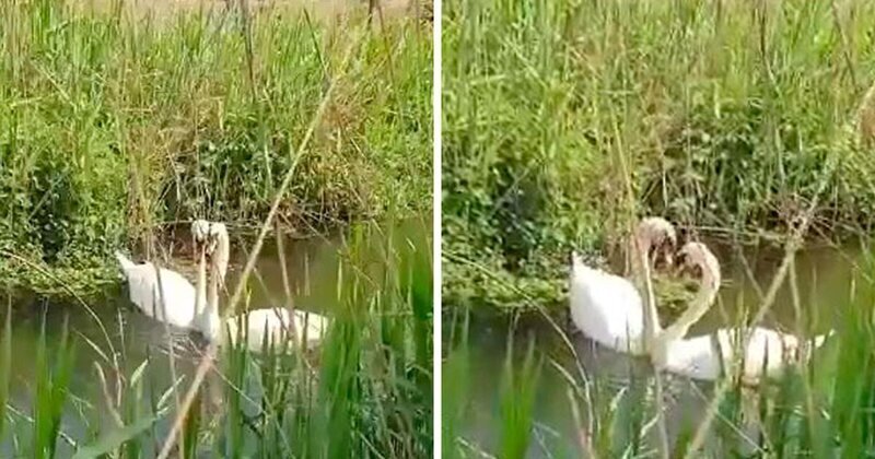 Видео: воссоединение пары лебедей после вынужденной разлуки