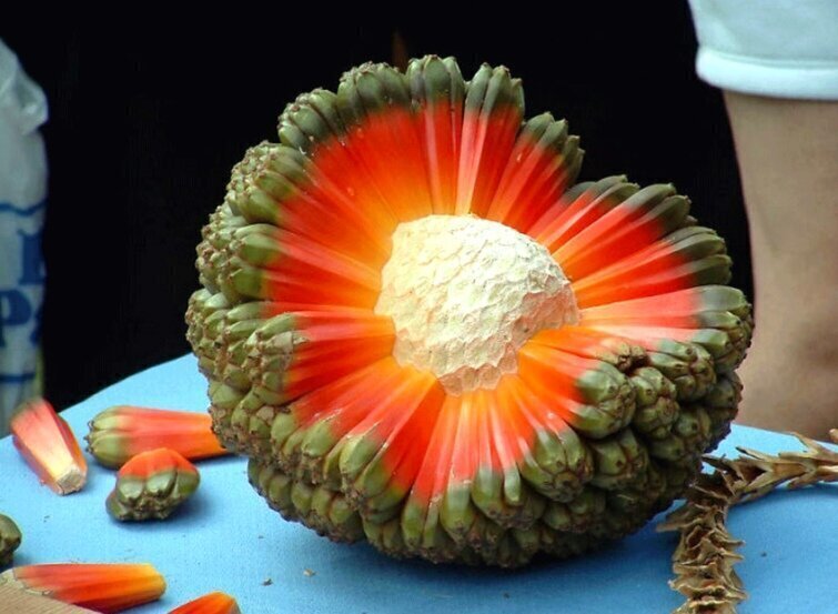 2. На фото не кусок инопланетного метеорита, а фрукт под названием "хала", он богат витамином С