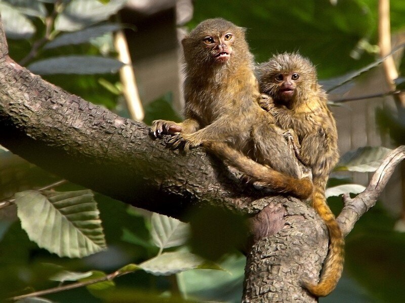 Самые маленькие обезьянки в мире