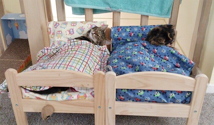 Котовладельцы нашли новое применение кукольным кроваткам