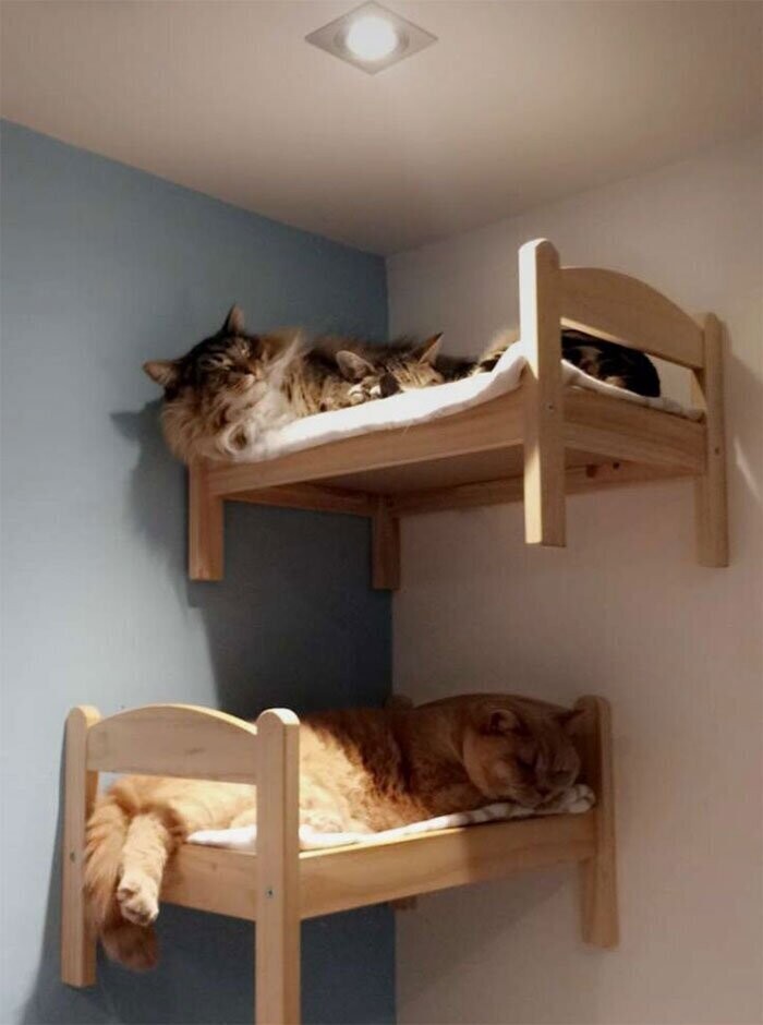 Котовладельцы нашли новое применение кукольным кроваткам
