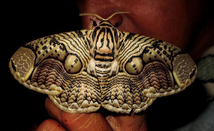 Фотограф поймал бабочку с тигриными глазами