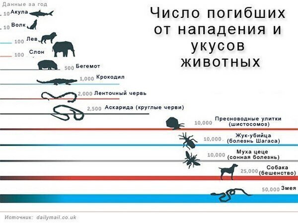 Почему волки в 99% случаев не нападают на людей?