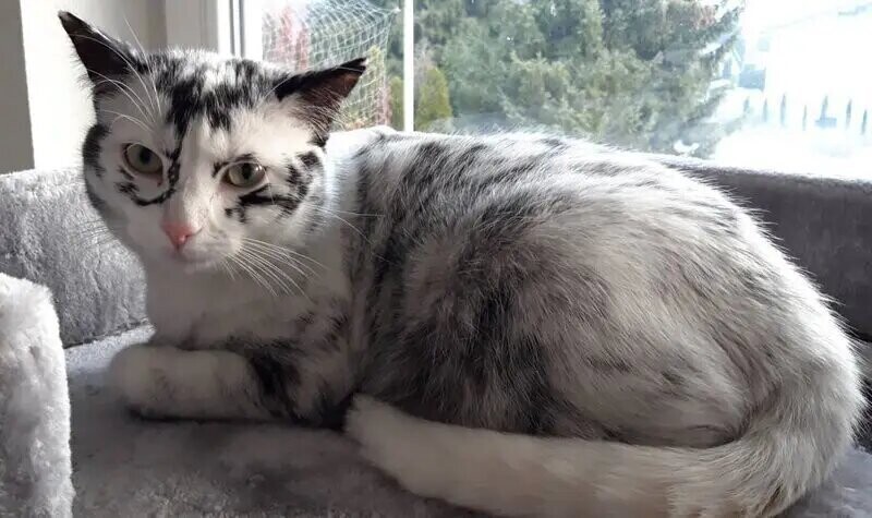 Когда витилиго — красиво: как выглядит кошка с нарушением пигментации