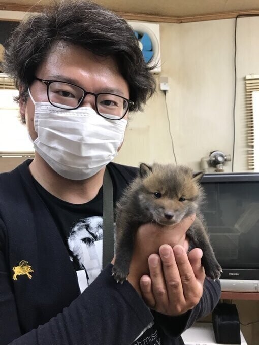 Японец нашёл щеночка, но выяснилось, что к собакам малыш имеет мало отношения