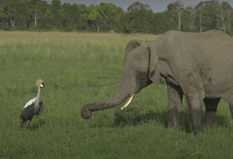 Журавль не испугался слона и отогнал его от своего гнезда