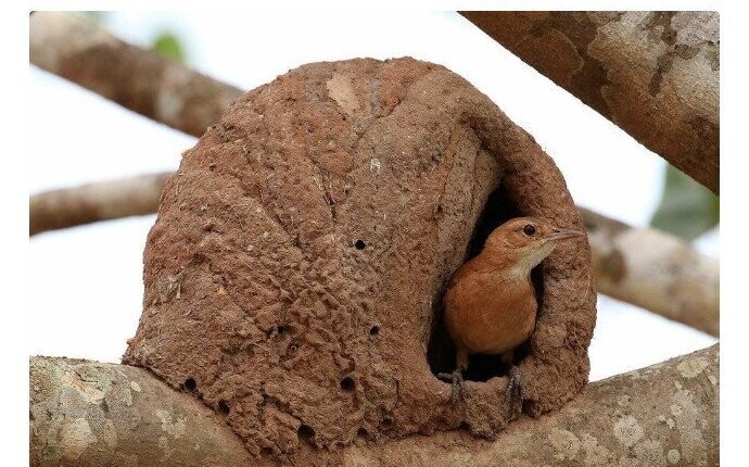 "Птица-печник не забывает о своей профессии: он строит гнездо так, как будто потом будет печь в нем хлеб"