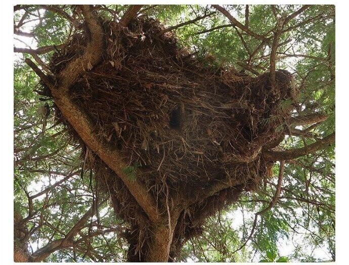 "Молотоглав - птица осторожная: он собирает 10000 палочек и строит гнездо, способное выдержать вес человека, на случай, если растолстеет"