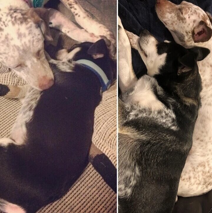 Собака-мама с щенком, и они же спустя четыре года