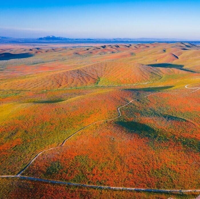 Фотографии цветущей Долины Антилоп публикует не только НАСА