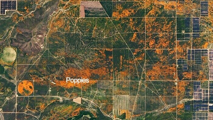 НАСА опубликовало спутниковые снимки цветущих маковых полей в Калифорнии