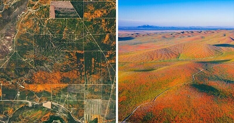 НАСА опубликовало спутниковые снимки цветущих маковых полей в Калифорнии