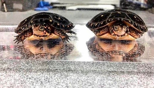 Две черепахи в отражении выглядят как два бородача под водой