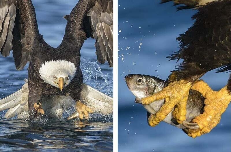Улов дня: фотограф снял  зрелищное фото белоголового орлана с рыбой