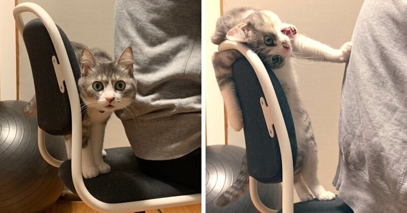 Кошка не позволила хозяину сесть на ее стул