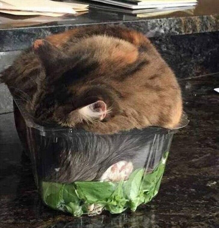 «Мой кот уснул в моем салате»