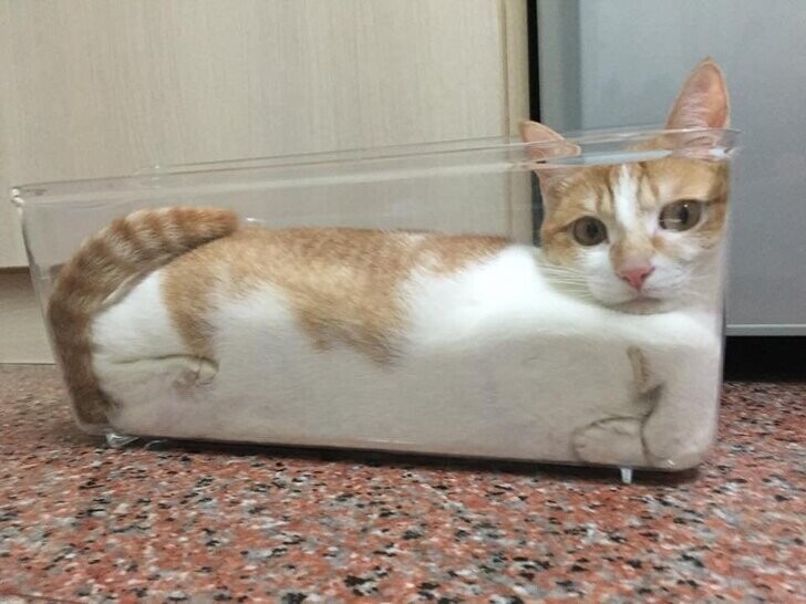 «Кажется, мой кот — жидкость»